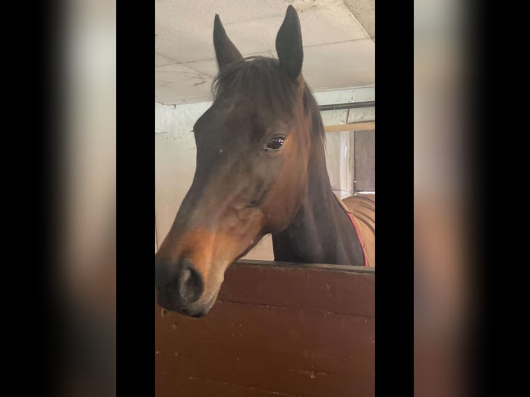 Thoroughbred Mare 7 years 15.2 hh Bay-Dark in Oberriexingen