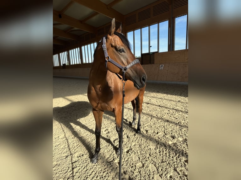 Thoroughbred Mare 7 years 15,2 hh Brown in Müncheberg