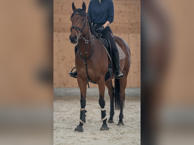 Thoroughbred Mare 7 years 15,2 hh Brown in Müncheberg