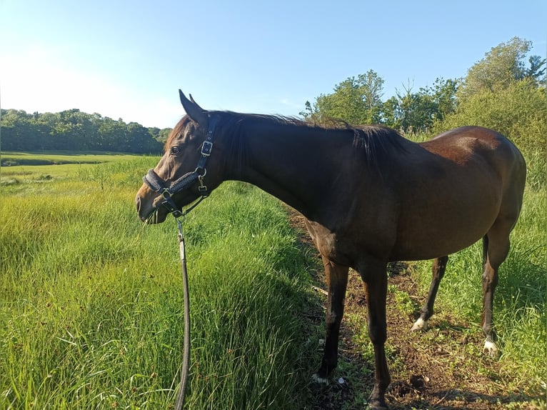 Thoroughbred Mare 7 years 15.2 hh Smoky-Black in Plougastel Daoulas