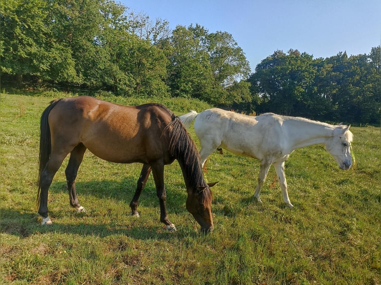 Thoroughbred Mare 7 years 15.2 hh Smoky-Black in Plougastel Daoulas