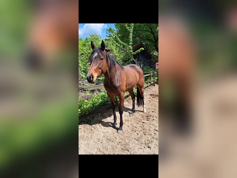 Thoroughbred Mare 7 years 15.3 hh Brown in Ritterhude