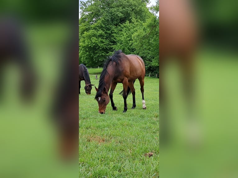 Thoroughbred Mare 7 years 15.3 hh Brown in Ritterhude