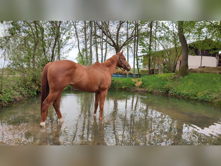 Thoroughbred Mare 7 years 15.3 hh Chestnut-Red in Zeitlofs