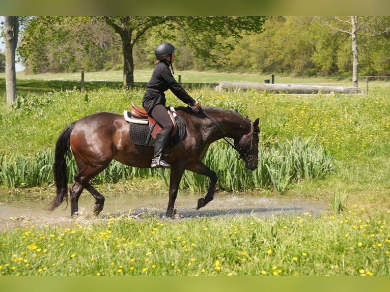 Thoroughbred Mix Mare 7 years 15 hh Bay in Fresno