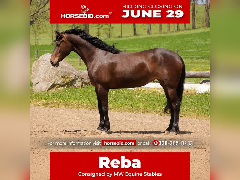 Thoroughbred Mix Mare 7 years 15 hh Bay in Fresno