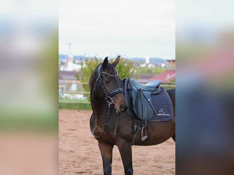 Thoroughbred Mare 7 years 15 hh Brown in Weißenhorn