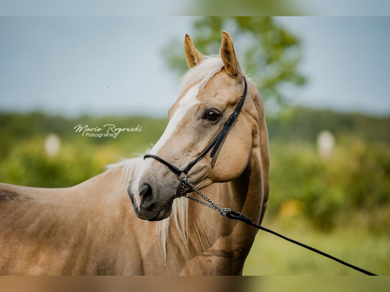 Thoroughbred Mare 7 years 15,1 hh Palomino in Beaumont-Pied-de-Buf