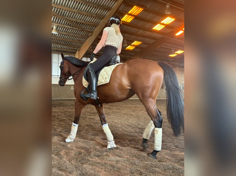 Thoroughbred Mare 7 years 15,2 hh Brown in Hamburg Lohbrügge