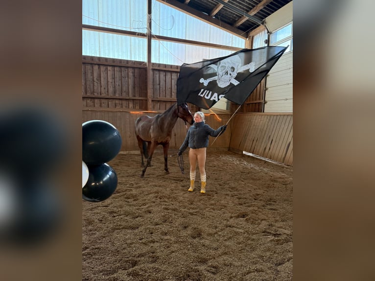 Thoroughbred Mare 7 years 15,2 hh Brown in Hamburg Lohbrügge