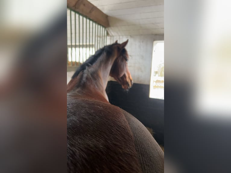 Thoroughbred Mare 7 years 15,2 hh Brown in Hamburg Lohbrügge