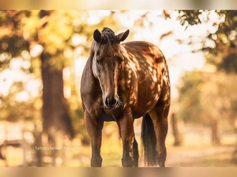 Thoroughbred Mare 7 years 15,2 hh Brown in Oberding