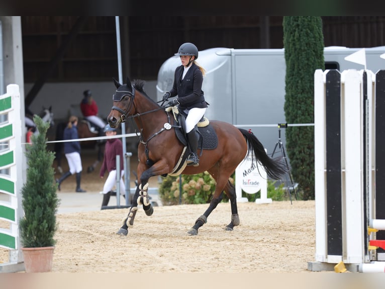 Thoroughbred Mare 7 years 15,2 hh Brown in Oberding