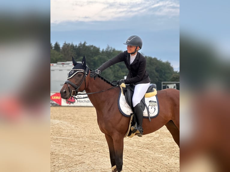 Thoroughbred Mare 7 years 15,2 hh Brown in Oberding