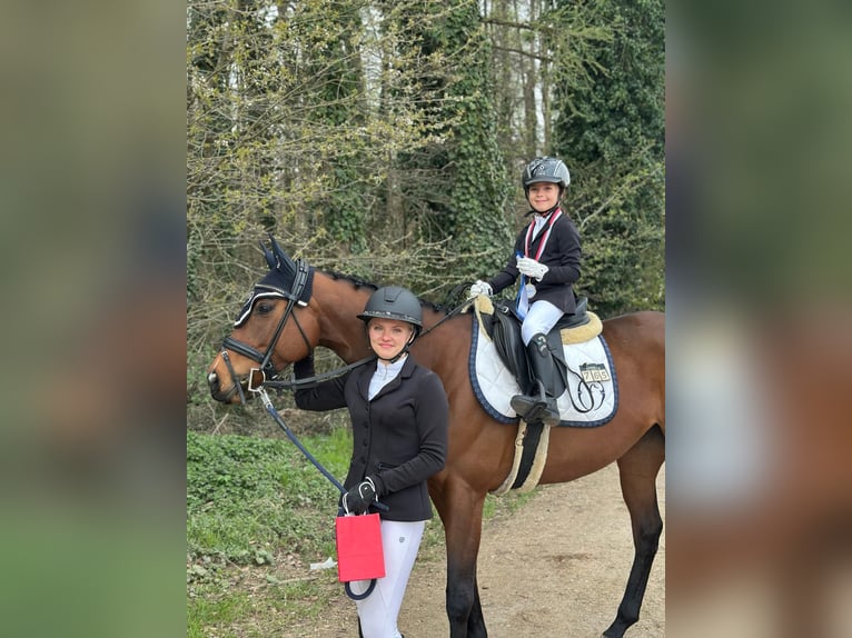 Thoroughbred Mare 7 years 15,2 hh Brown in Oberding