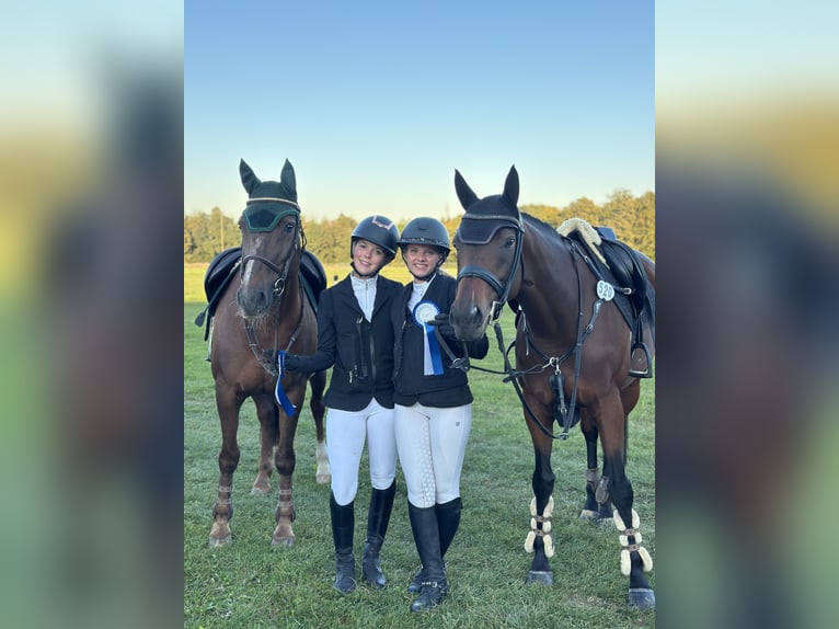 Thoroughbred Mare 7 years 15,2 hh Brown in Oberding