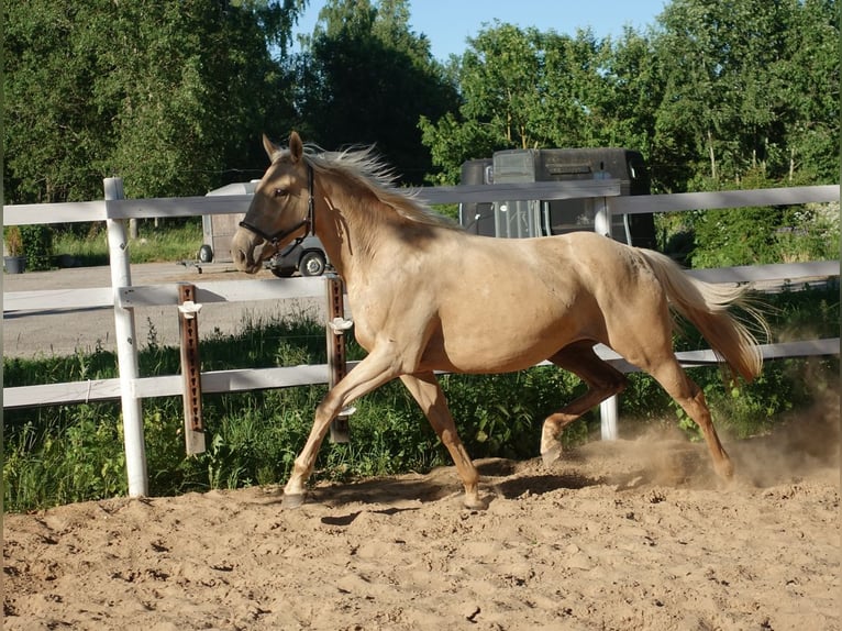 Thoroughbred Mare 7 years 15,2 hh Palomino in inn