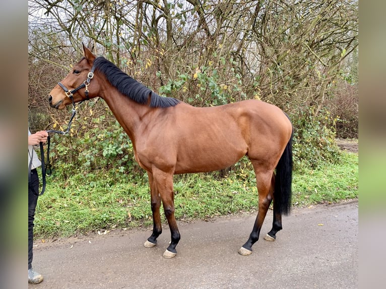 Thoroughbred Mare 7 years 15,3 hh Brown in Au am RheinIffezheim