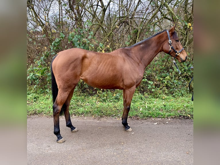 Thoroughbred Mare 7 years 15,3 hh Brown in Au am RheinIffezheim