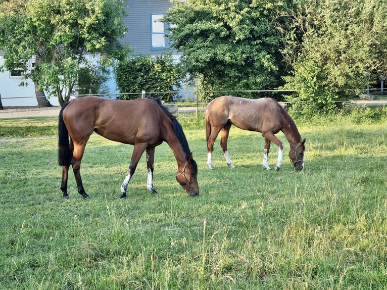 Thoroughbred Mare 7 years 15,3 hh Brown in Au am RheinIffezheim