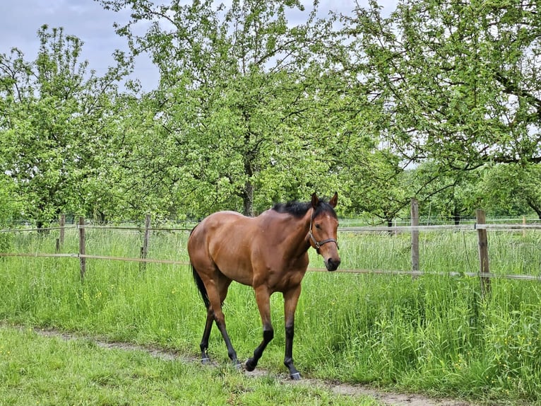 Thoroughbred Mare 7 years 15,3 hh Brown in Au am RheinIffezheim