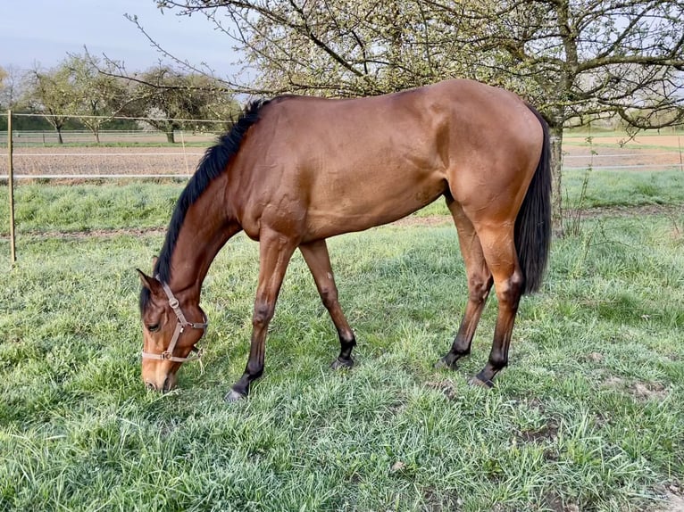 Thoroughbred Mare 7 years 15,3 hh Brown in Au am RheinIffezheim
