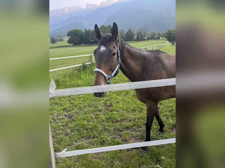 Thoroughbred Mare 7 years 15,3 hh Brown in JeninsJenins