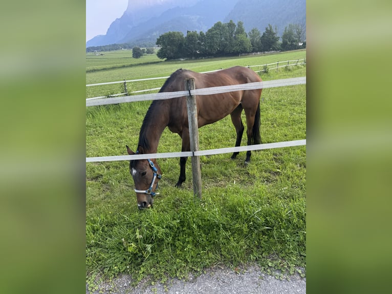 Thoroughbred Mare 7 years 15,3 hh Brown in JeninsJenins