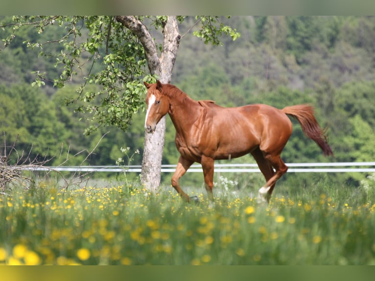 Thoroughbred Mare 7 years 15,3 hh Chestnut-Red in Zeitlofs