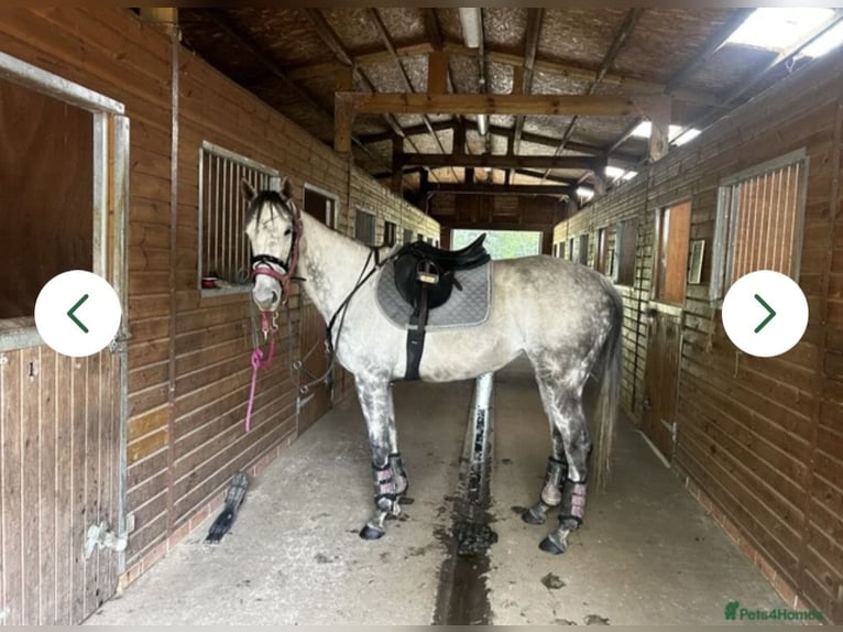 Thoroughbred Mare 7 years 15,3 hh Grey in Chobham