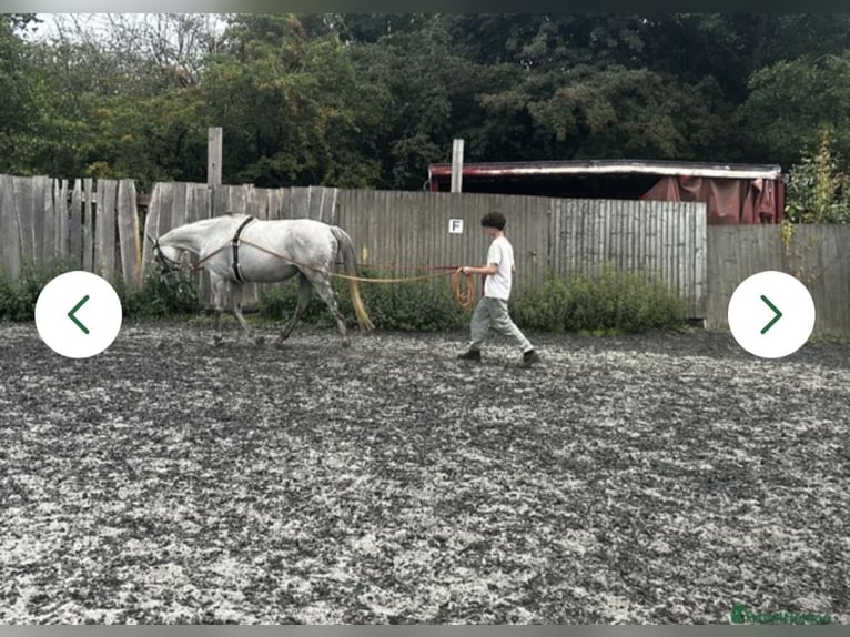 Thoroughbred Mare 7 years 15,3 hh Grey in Chobham