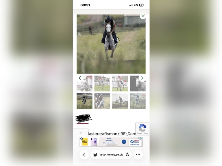 Thoroughbred Mare 7 years 15,3 hh Grey in Chobham