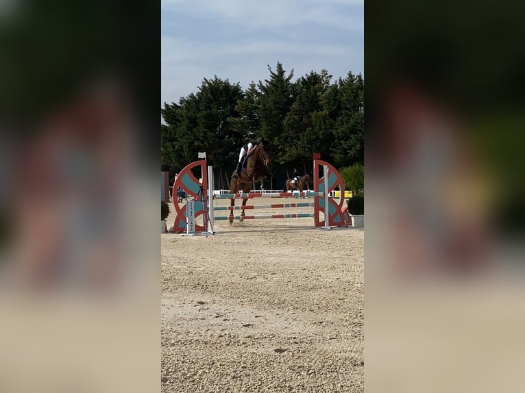 Thoroughbred Mare 7 years 16.2 hh Brown in Ragusa