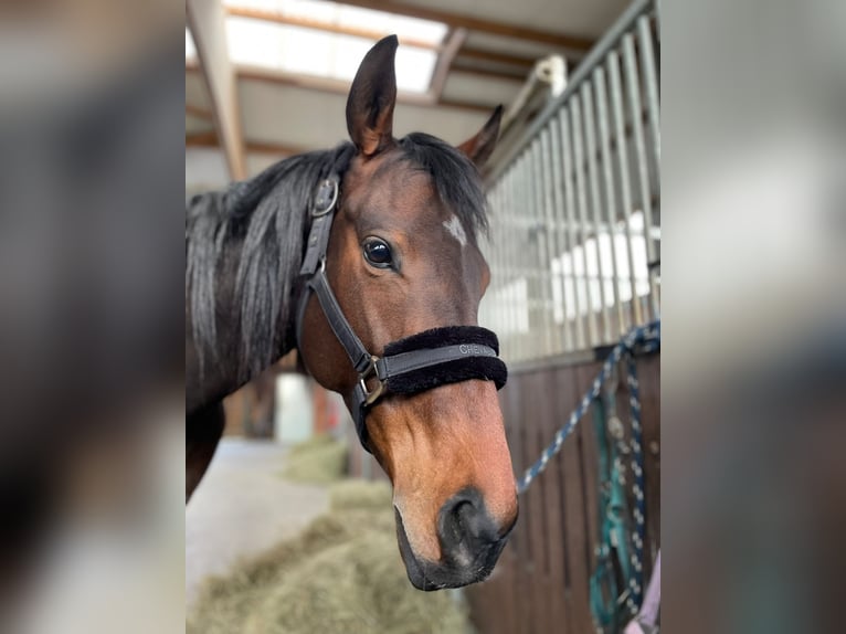 Thoroughbred Mare 7 years 16 hh Bay-Dark in M&#xFC;lheim an der Ruhr