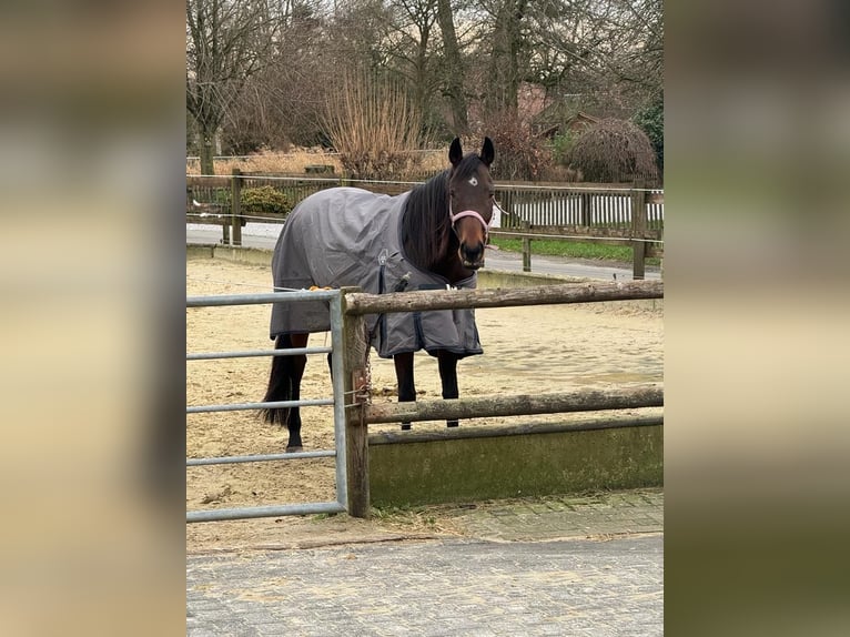 Thoroughbred Mare 7 years 16 hh Bay-Dark in M&#xFC;lheim an der Ruhr