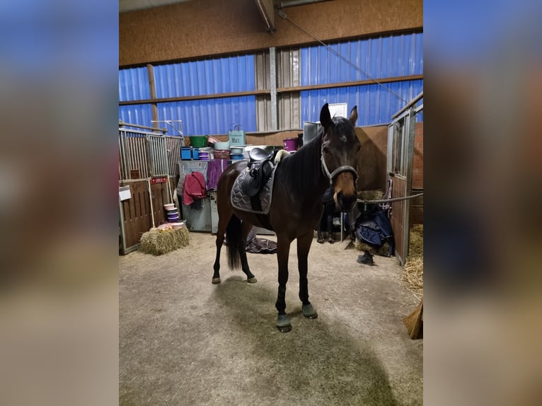 Thoroughbred Mare 7 years 16 hh Bay-Dark in M&#xFC;lheim an der Ruhr
