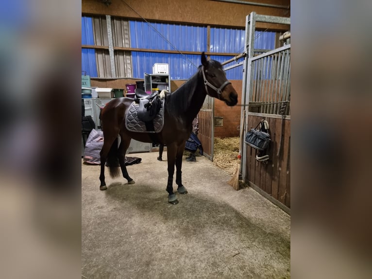 Thoroughbred Mare 7 years 16 hh Bay-Dark in M&#xFC;lheim an der Ruhr