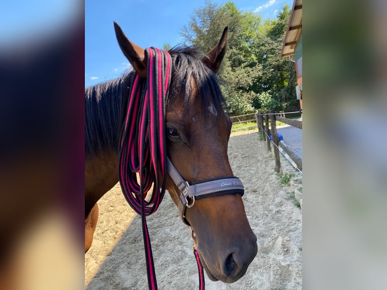 Thoroughbred Mare 7 years 16 hh Bay-Dark in M&#xFC;lheim an der Ruhr