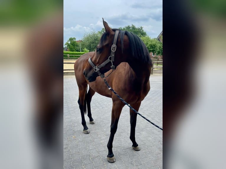 Thoroughbred Mare 7 years 16 hh Bay-Dark in M&#xFC;lheim an der Ruhr