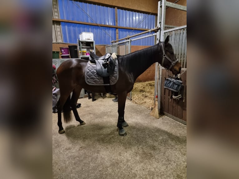 Thoroughbred Mare 7 years 16 hh Bay-Dark in M&#xFC;lheim an der Ruhr
