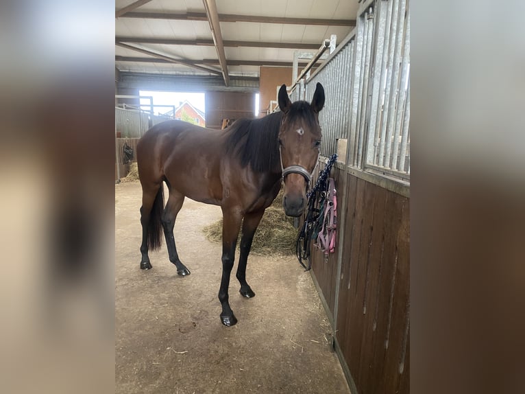 Thoroughbred Mare 7 years 16 hh Bay-Dark in M&#xFC;lheim an der Ruhr