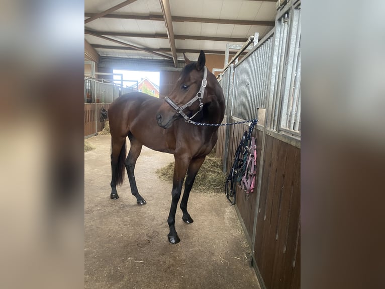 Thoroughbred Mare 7 years 16 hh Bay-Dark in M&#xFC;lheim an der Ruhr