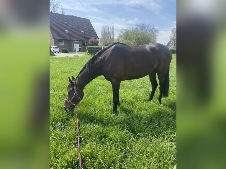 Thoroughbred Mare 7 years 16 hh Bay-Dark in M&#xFC;lheim an der Ruhr