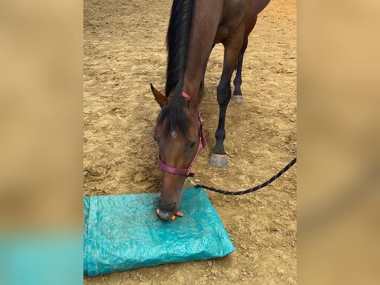 Thoroughbred Mare 7 years 16 hh Bay-Dark in M&#xFC;lheim an der Ruhr