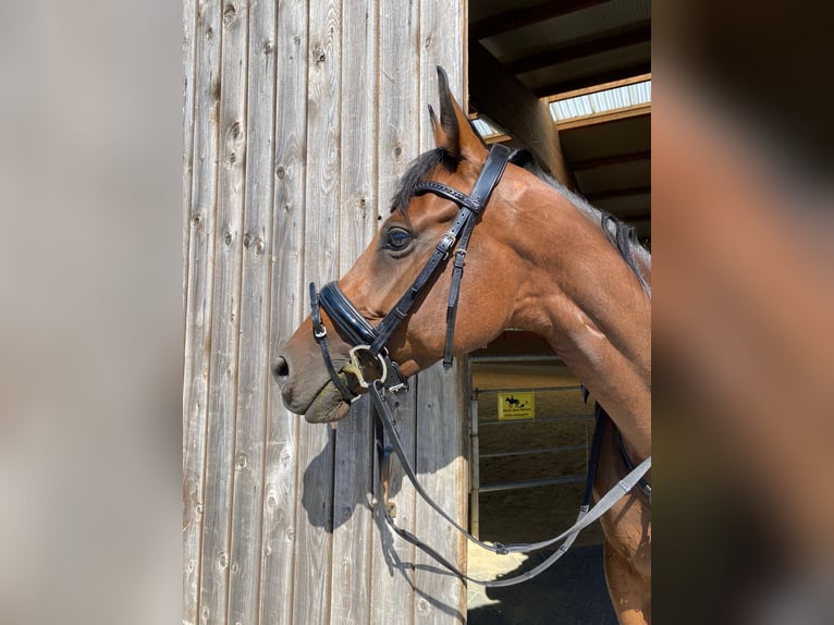 Thoroughbred Mare 7 years 16 hh Bay-Dark in M&#xFC;lheim an der Ruhr