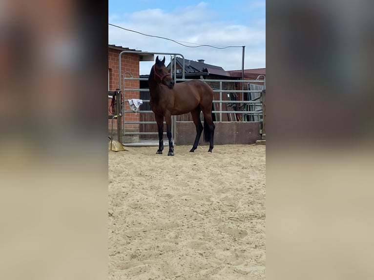 Thoroughbred Mare 7 years 16 hh Bay-Dark in M&#xFC;lheim an der Ruhr