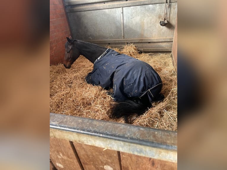 Thoroughbred Mare 7 years 16 hh Bay-Dark in M&#xFC;lheim an der Ruhr