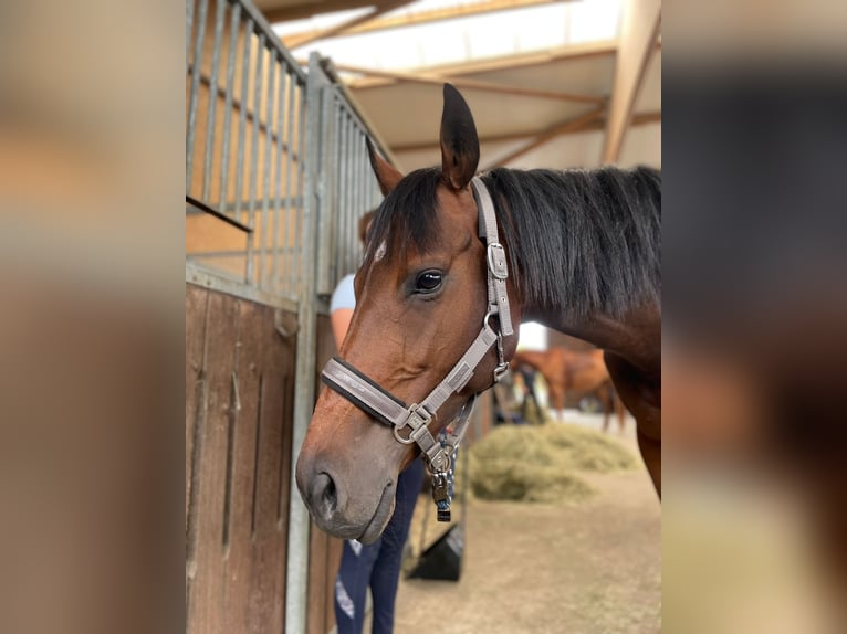 Thoroughbred Mare 7 years 16 hh Bay-Dark in M&#xFC;lheim an der Ruhr