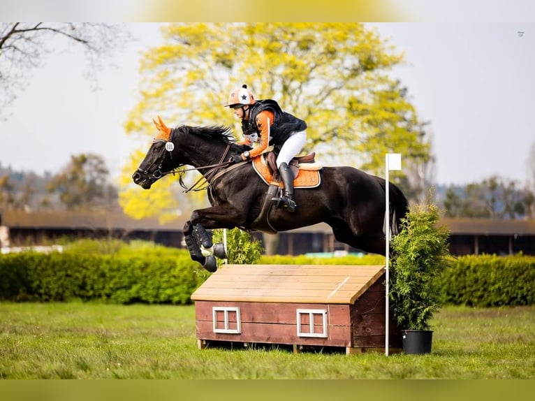 Thoroughbred Mare 7 years 16 hh Black in Kraków