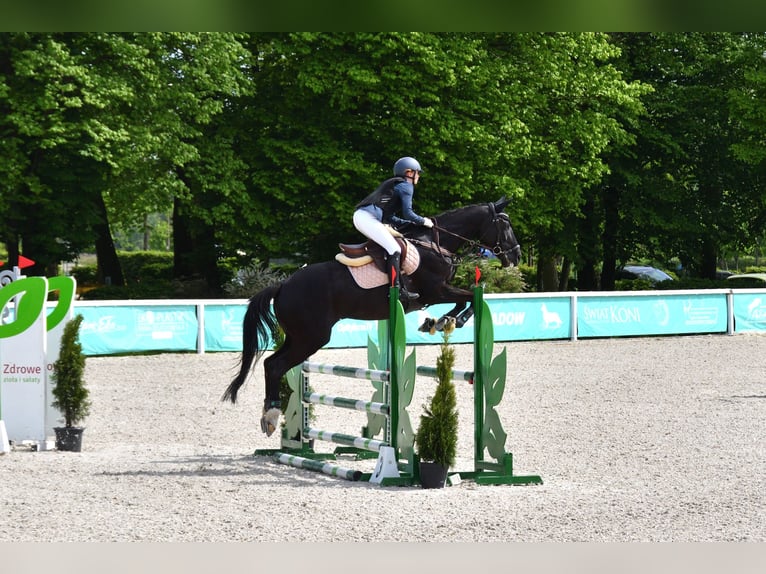 Thoroughbred Mare 7 years 16 hh Black in Kraków
